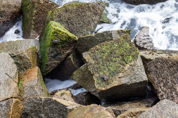 Crabs are on wet coastal rocks of Mahe island, Seychelles