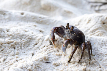 Ghost crab is on white coastal sand of Praslin island