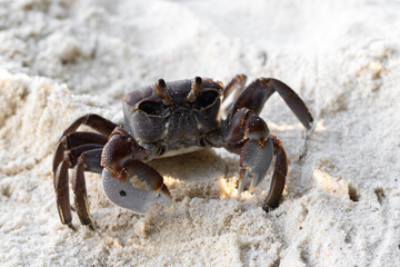 Ghost crab goes on white coastal sand, Seychelles