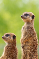 suricate