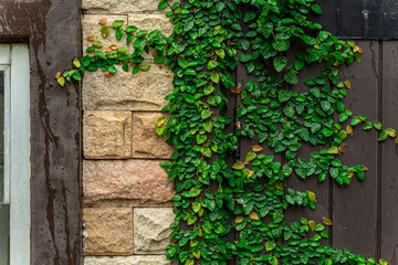 Ivy elegantly clings to rugged concrete surfaces, adorning walls and entrances with nature's artistic touch.