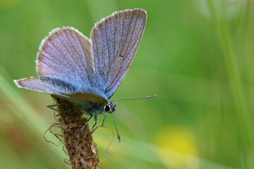 Colorful closeup on a Mazarine blue butterfly, Cyaniris semiargus sitting with open wings in the meadow