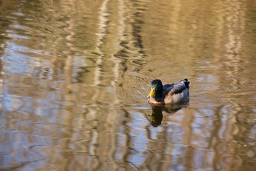 Duck swimming in a small lake with reflections on a sunny spring afternoon in Kaiserslautern, Germany.