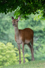 deer in the woods
