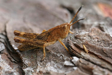 Closeup on the brown Rufous Grasshopper, Gomphocerippus rufus sitting on wood