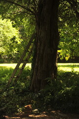 Obraz premium ladder against tree in the shade