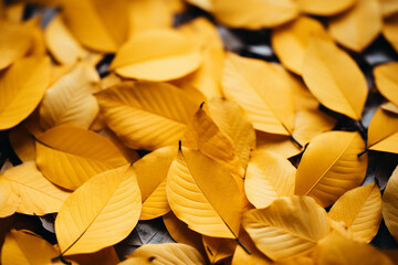 Autumn basic background. Golden leaves on the ground