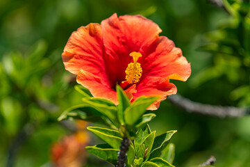 Close-up of red Hibiscus flower (China rose, Gudhal, Chaba, Shoe flower) in the garden.