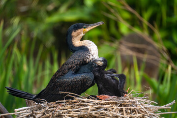 Common cormorant (Phalacrocorax carbo) sits in a nest with a chick.