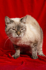 siamese tabby angry cat with red background 