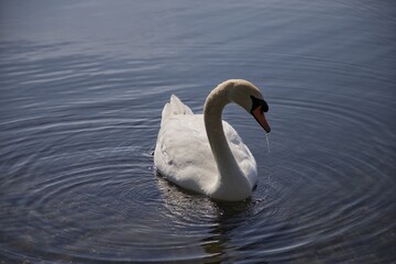 Swan on the water