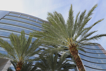 Palm tree in the city