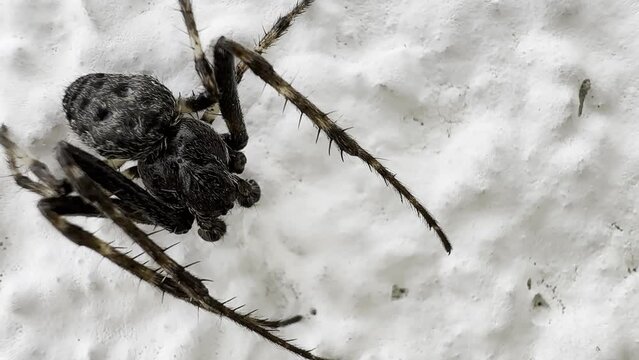 Walnut Orb-weaver Spider, Nuctenea umbratica on white wall