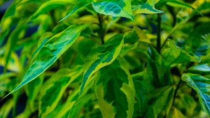 Various kinds of beautiful flowers grow in the cottage yard