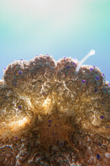 Mediterranean jellyfish