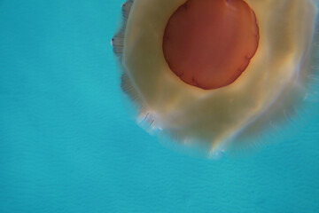 Mediterranean jellyfish