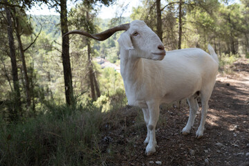 Goat