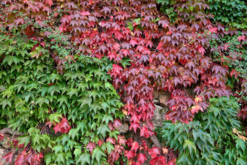 Detail of green and red ivy leaves.