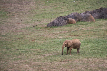 A lone elephant on the green meadow
