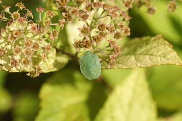 Nymph of a Green shield bug (Palomena prasina), family Pentatomidae on seed heads of Japanese spirea (Spirea Japonica 'Goldflame'). Summer, August, Dutch garden