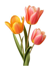 Obraz premium AI Generative bouquet tulips watercoler style isolated on transperent background