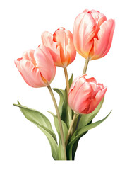 Fototapeta premium AI Generative bouquet tulips watercoler style isolated on transperent background