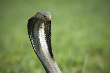 close up of a snake
