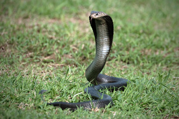 Fototapeta premium snake in the garden