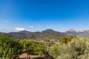 A plantation of trees with a town at the skirt of a mountain range in the background on a sunny day with blue skies