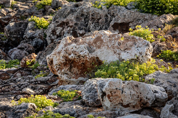 Rock samphire growing betweeen the rocks of a cliff in Majorca