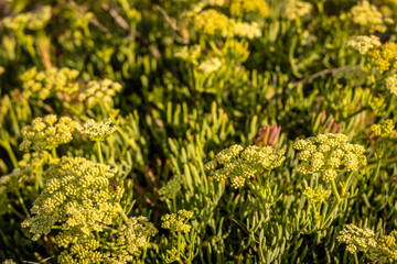 A Wasp over some floers of Rock samphire growing betweeen the rocks