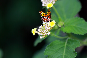 butterfly on flower