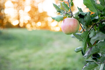 Apple Tree
