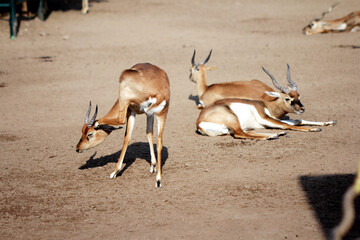 antelope in the wild. Deer in the wild forest.