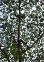 Tree branch full with green leaves, view from the ground 