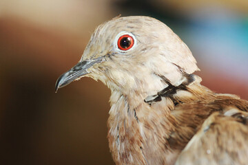 close up of a dove. A closeup dove image. A cute bird side view with blurry background.