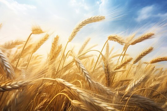Sunny morning in a stunning wheat field