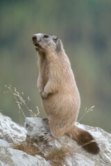 Portrait of standing alpine marmot (Groundhog - Marmota marmota) against blurred forest background, Italian Alps, Monviso natural Park.
