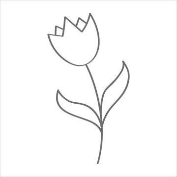 tulip. Hand drawn vector llustration