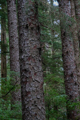 Lush woods rainforest jungle tree nature landscape scenery in Sitka Historical Park hiking trails with creeks, green bushes and vegetation in magic fairytale environment Baranof Island