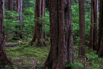 Lush woods rainforest jungle tree nature landscape scenery in Sitka Historical Park hiking trails...