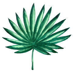 Watercolor exotic green leafs illustration clip art set