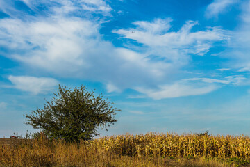 Fototapeta premium Blue sky over a field of yellow corn