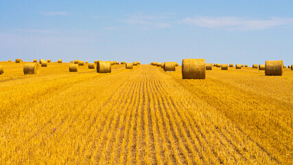 Farm field after harvest with large round bales of straw