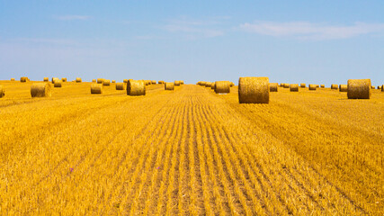 Farm field after harvest with large round bales of straw