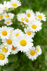 Beautiful bouquet of white daisies on the grass. Flower surprise.