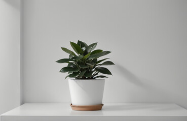 single potted plant on table white canvas background ,white studio background, white ambient background, abstract white background wall . AI Generative