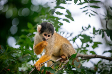 Common Squirrel Monkey in Tree