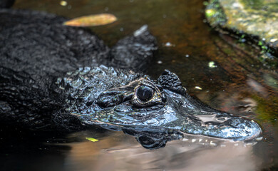 Yacare Caiman (Caiman yacare) Lurking in the Water