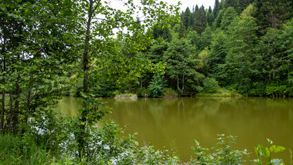 lake in the forest